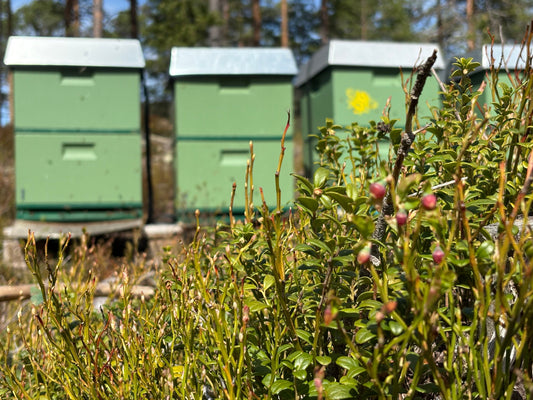 Blåbærtrekket er i gang – biene våre er på jobb i lyngen!