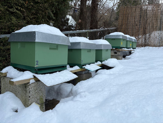 Når vinteren kommer – slik klarer biene seg til våren 🐝❄️