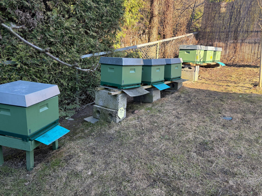 🐝 Våren har kommet til bigården